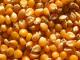 Top 10 Sustainable Corn Varieties